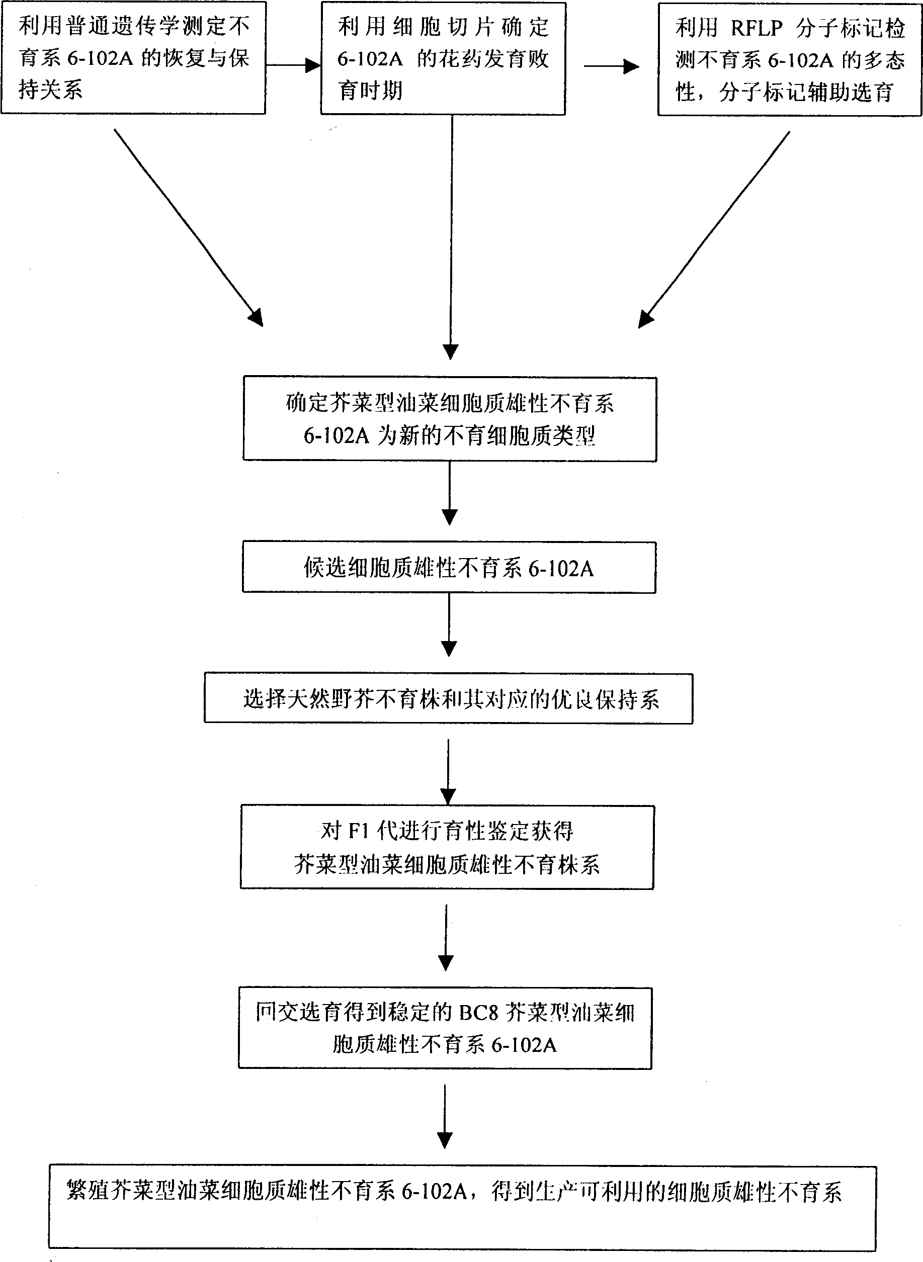 Method for breeding male sterile series of envelopped senvy cytoplasm