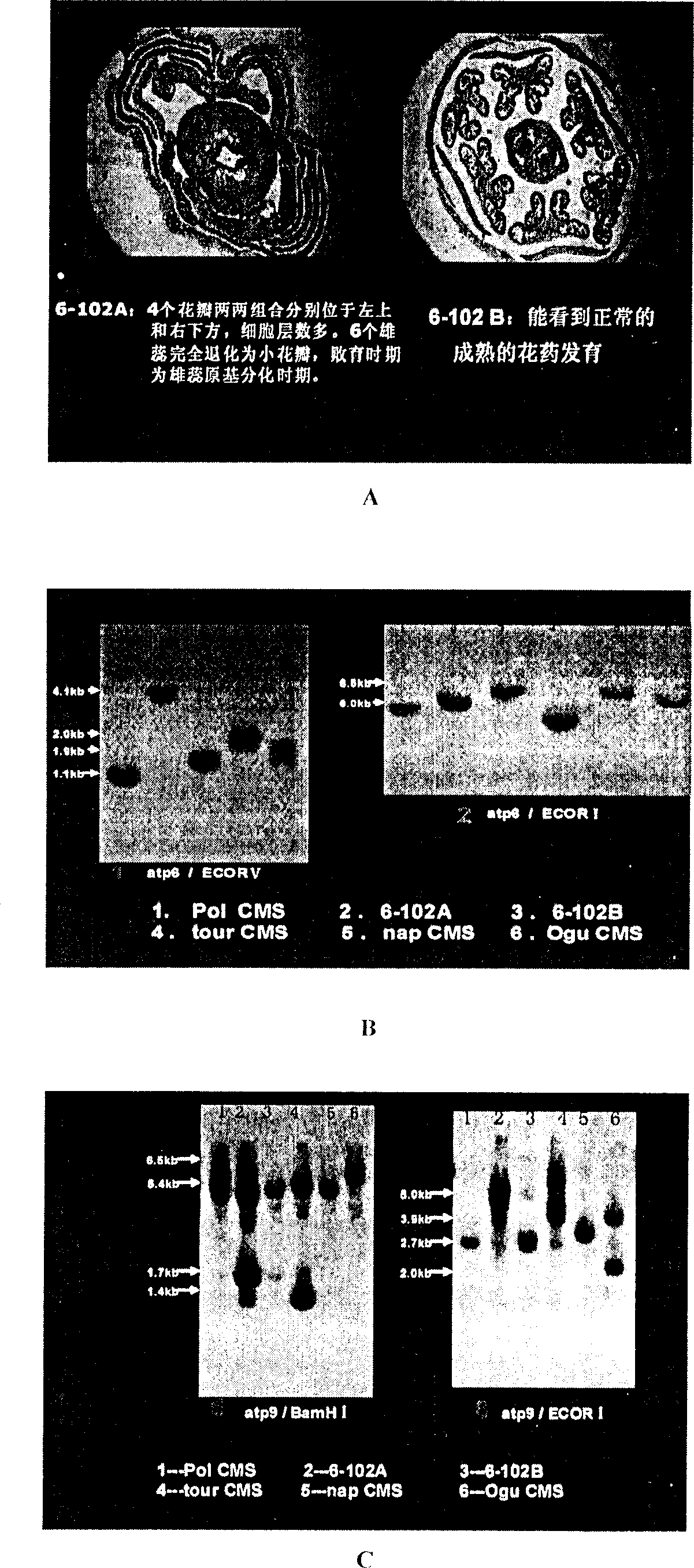 Method for breeding male sterile series of envelopped senvy cytoplasm