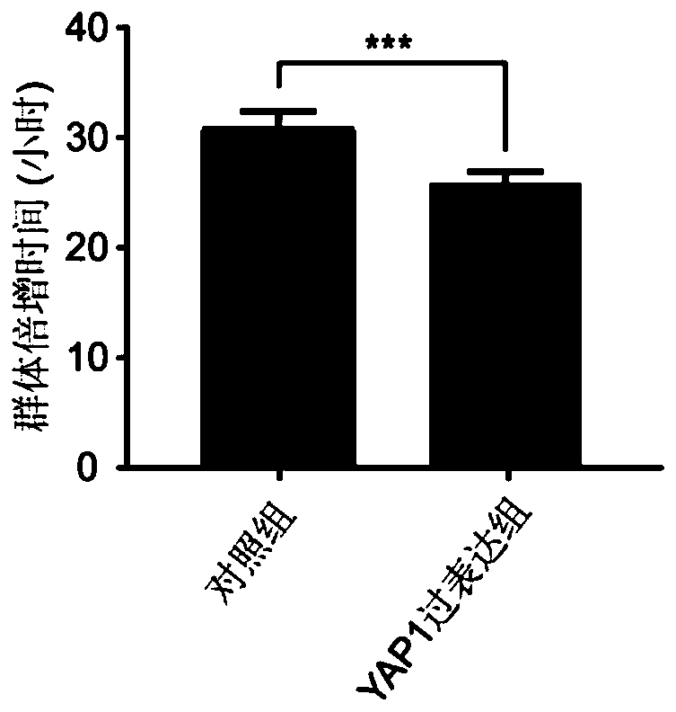 YAP1 gene modified mesenchymal stem cells and preparation method thereof