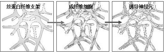 A kind of tissue engineered nerve graft and preparation method thereof