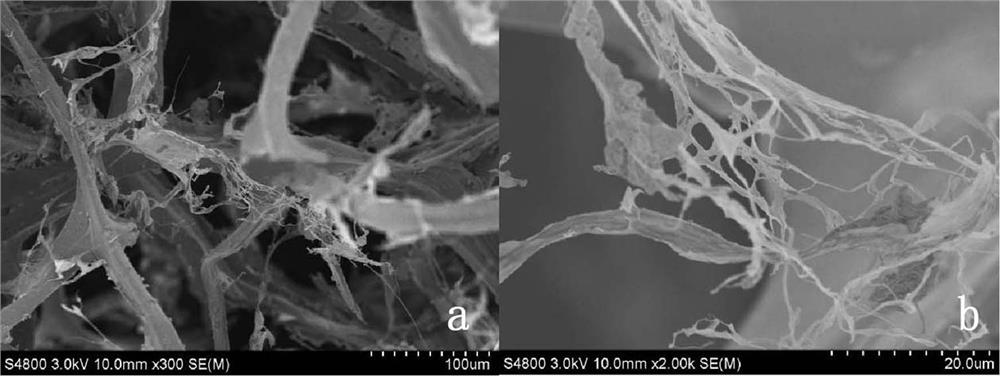 A kind of tissue engineered nerve graft and preparation method thereof