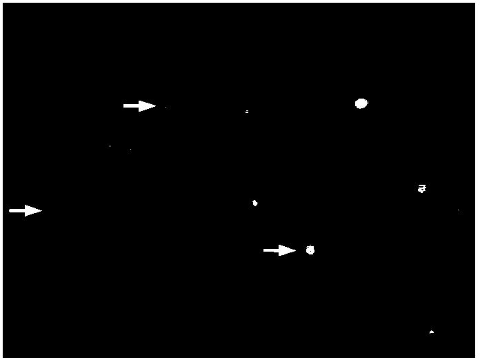 Detection kit and detection method of phosphorylation of sperm tyrosine