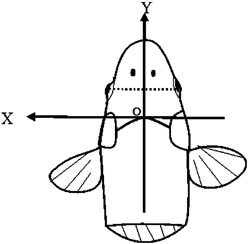 Method for converting carp magnetic resonance scanning coordinates into brain stereotaxic coordinates