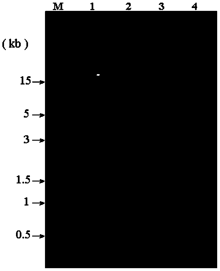 A poisonous microcarbon algae crack algae and its separation method and application