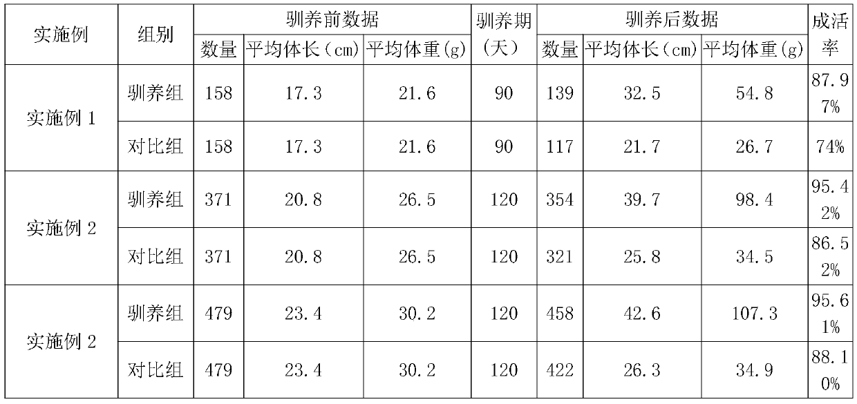 Special feed for domestication of wild mastacembelus armatus and domesticating feeding method of feed