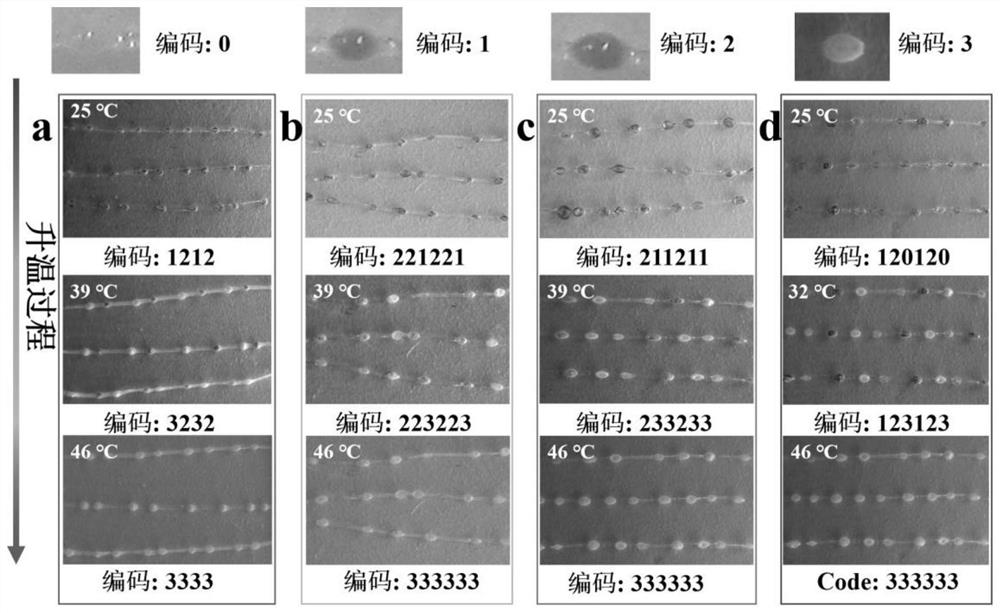 A kind of editable beaded polylactic acid fiber and its preparation method and application