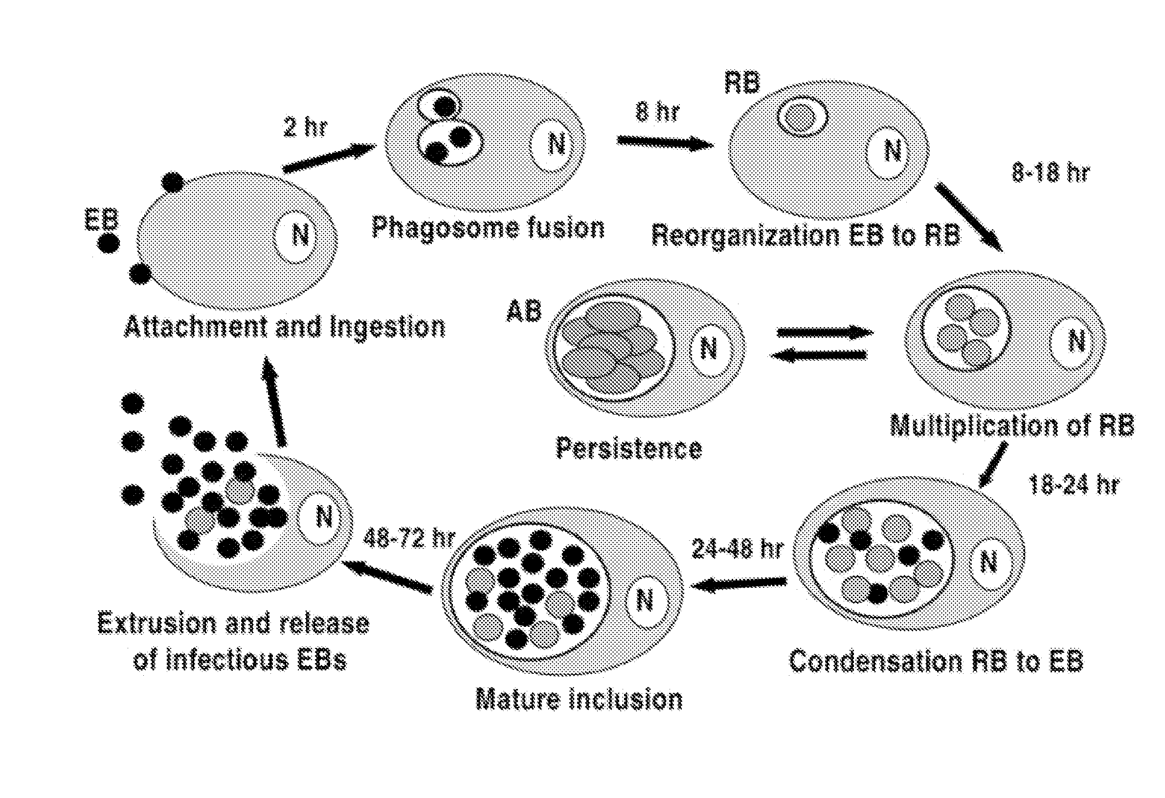 Genus-Wide Chlamydial Peptide Vaccine Antigens