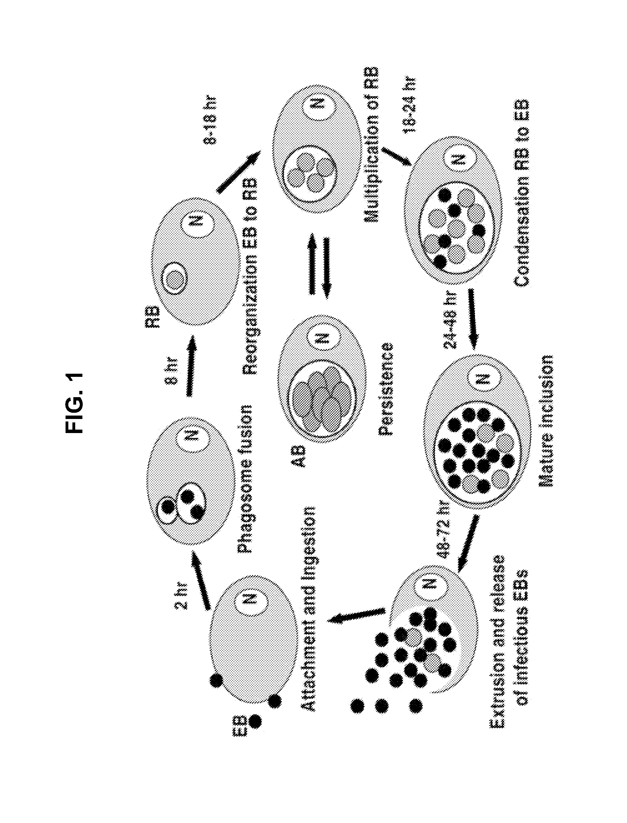 Genus-Wide Chlamydial Peptide Vaccine Antigens