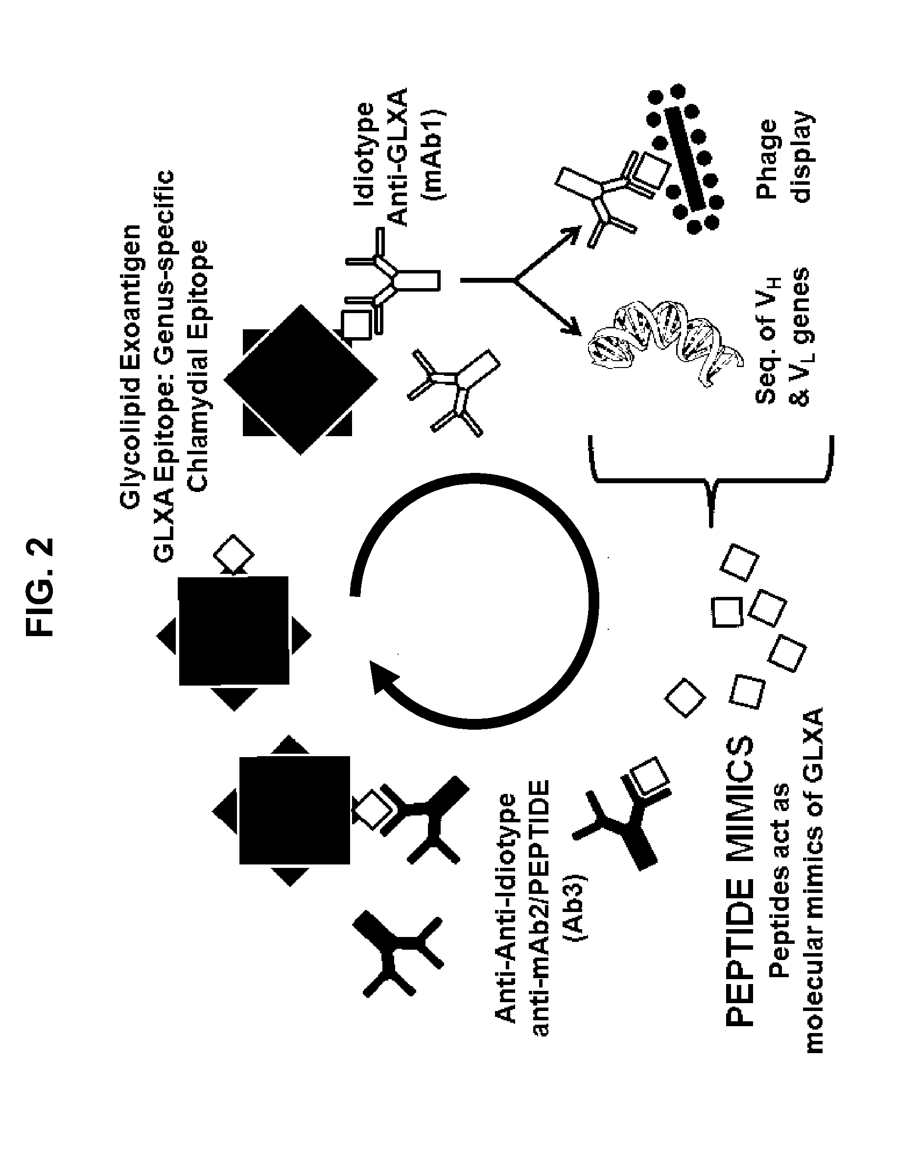 Genus-Wide Chlamydial Peptide Vaccine Antigens