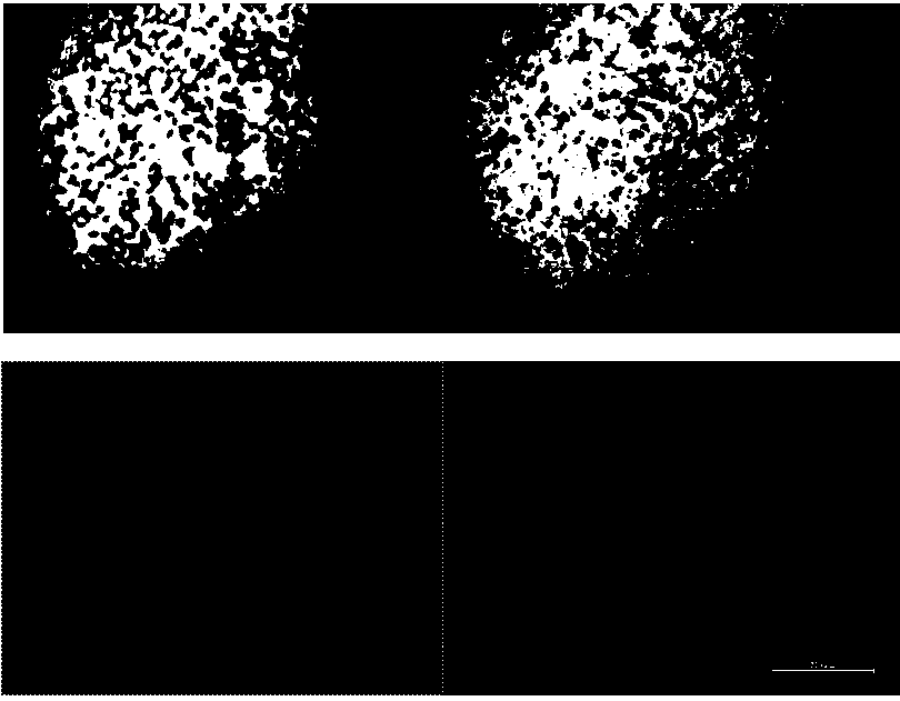 Isoquinoline compounds capable of inhibiting inhibitor-of-apoptosis proteins and preparation method and application of isoquinoline compounds