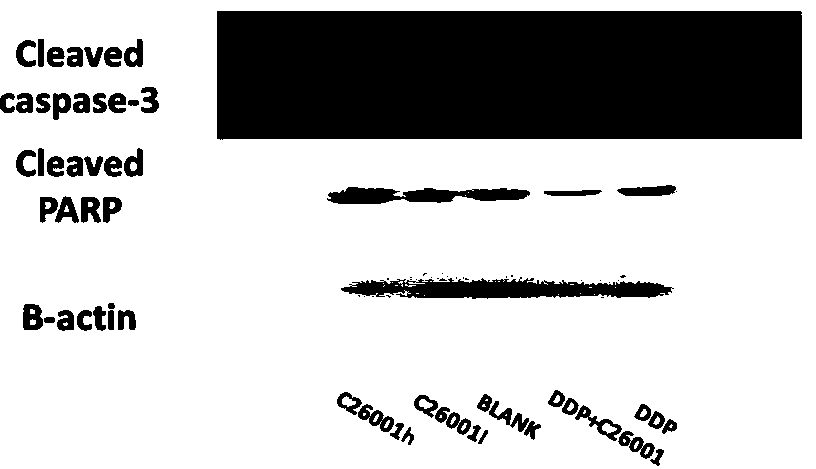 Isoquinoline compounds capable of inhibiting inhibitor-of-apoptosis proteins and preparation method and application of isoquinoline compounds