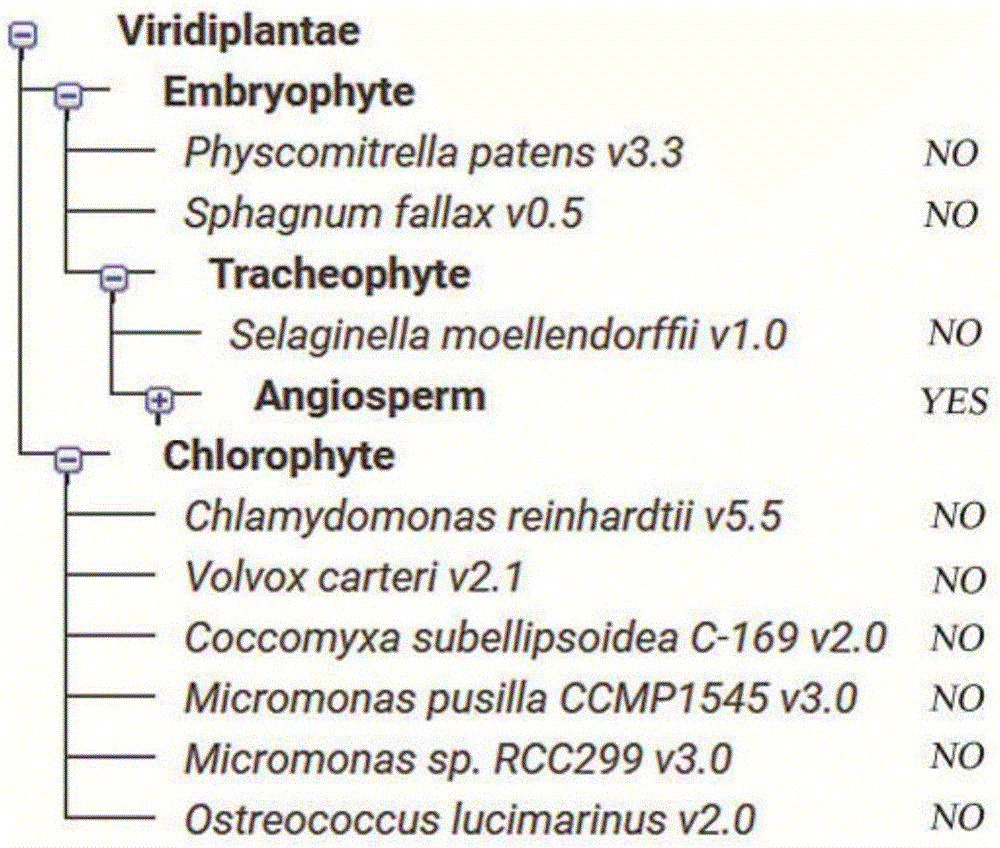 Transcription inhibitor family gene and application thereof