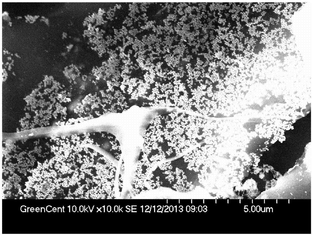 Flexible erasable SERS (surface-enhanced Raman scattering) active substrate and preparation method thereof