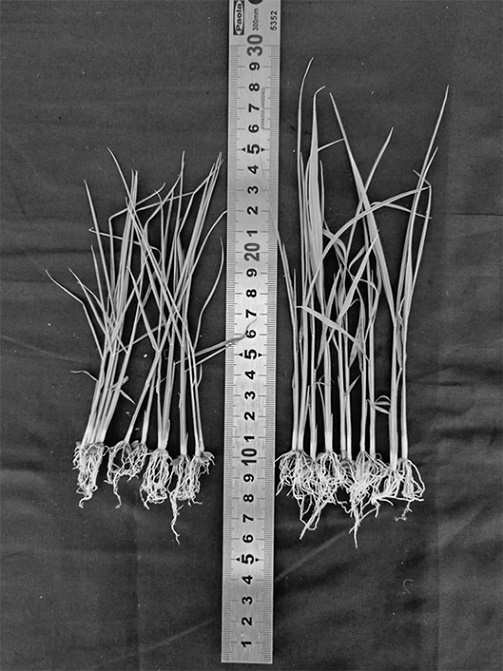 Laser seedling raising method and rice cultivation method based on the same