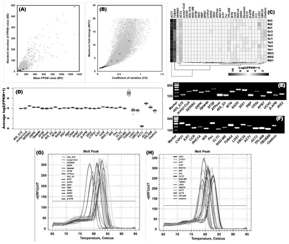 Ginger reference genes and application thereof