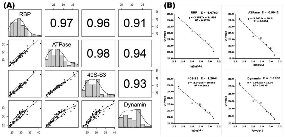 Ginger reference genes and application thereof