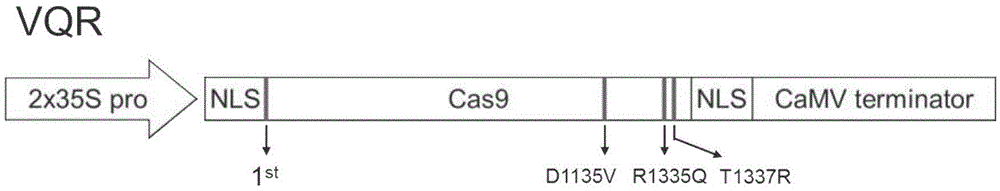 Plant Cas9 variant protein VQR as well as encoding gene and application thereof