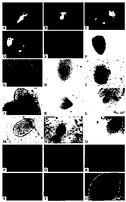 Populus tomentosa embryo sac isolation method