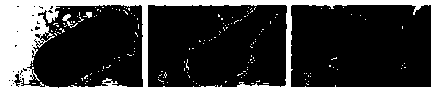 Populus tomentosa embryo sac isolation method