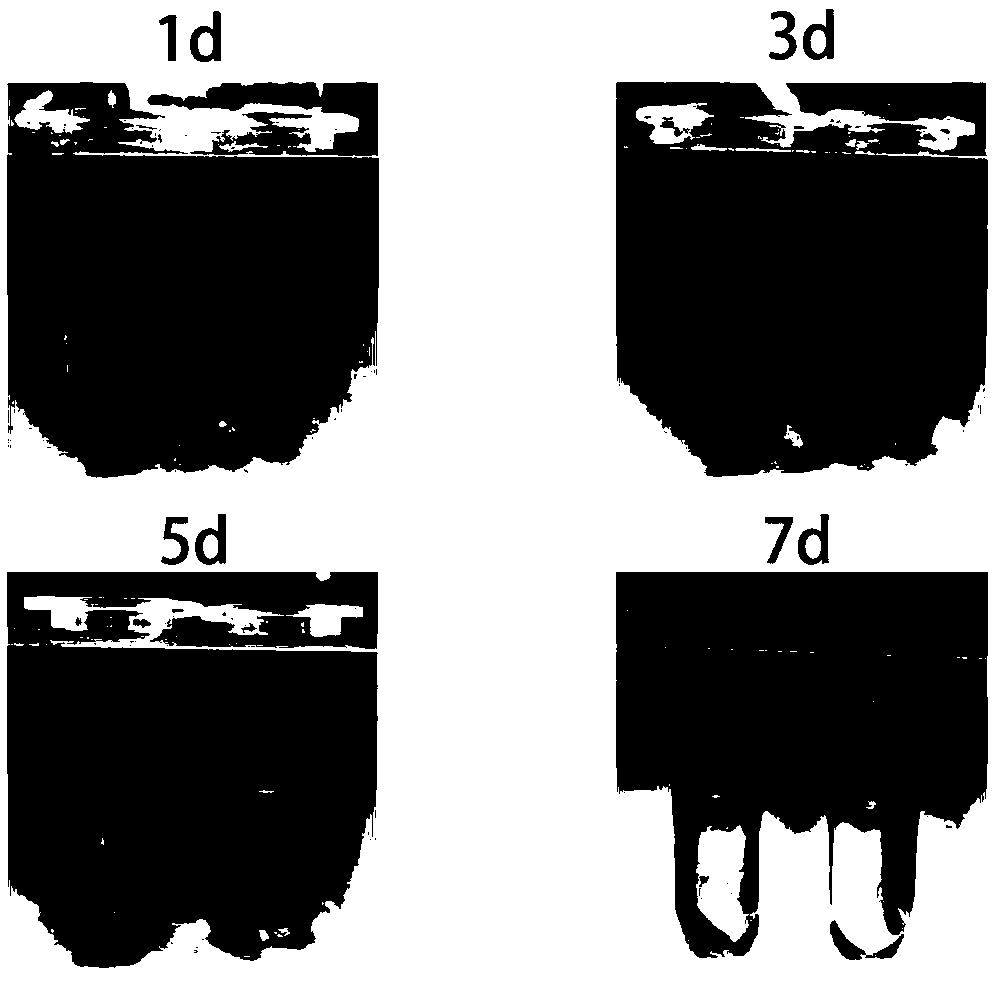 Tumor vaccine in mice and preparation method thereof