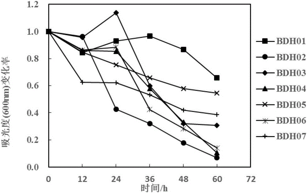 Phagocytosing type bacterium and application thereof in reducing sludge