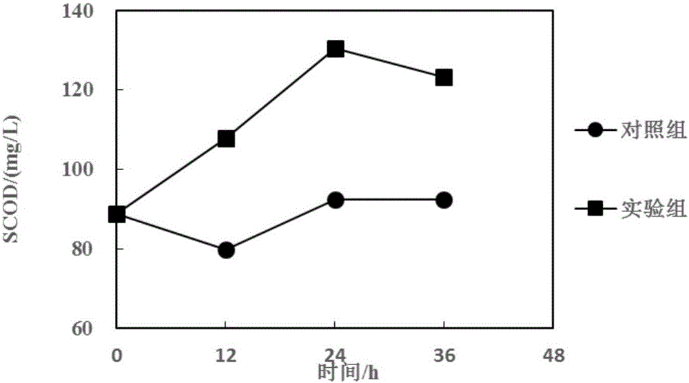 Phagocytosing type bacterium and application thereof in reducing sludge