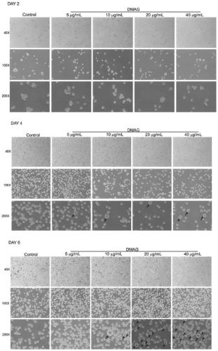 3, 4'-O-dimethyl ellagic acid, derivative and pharmaceutical application thereof