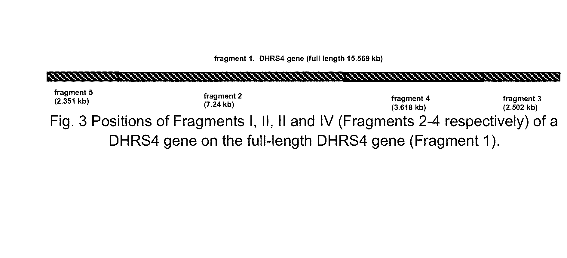 Homologous recombination-based nucleic acid molecular cloning method and related kit