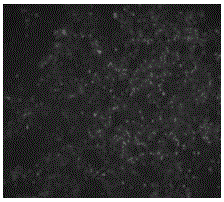 Novel PCV (porcine circovirus) and cell strain co-culturing with novel porcine circovirus