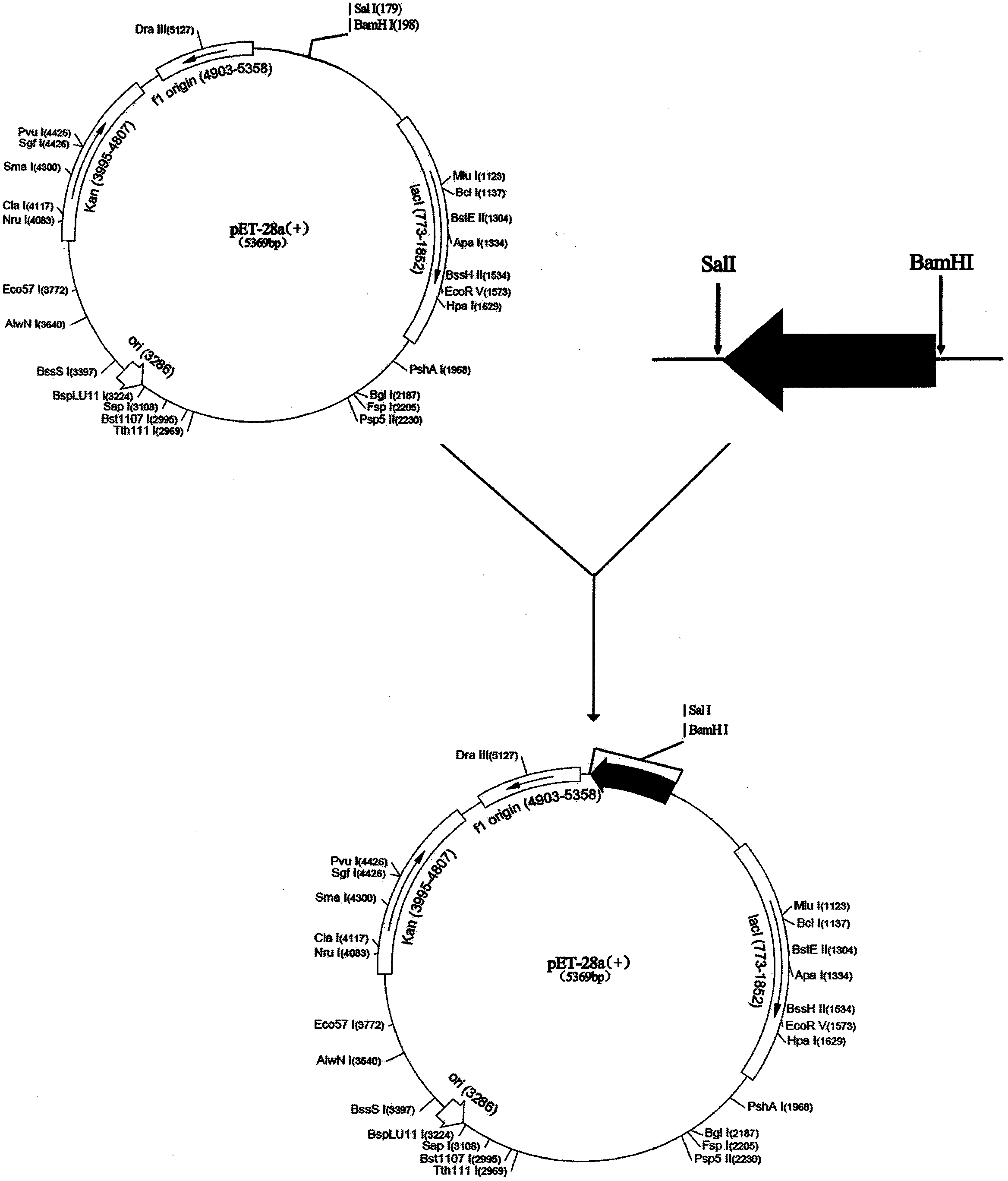 Method for preparing enhanced monomeric bacterial luciferase luxAB