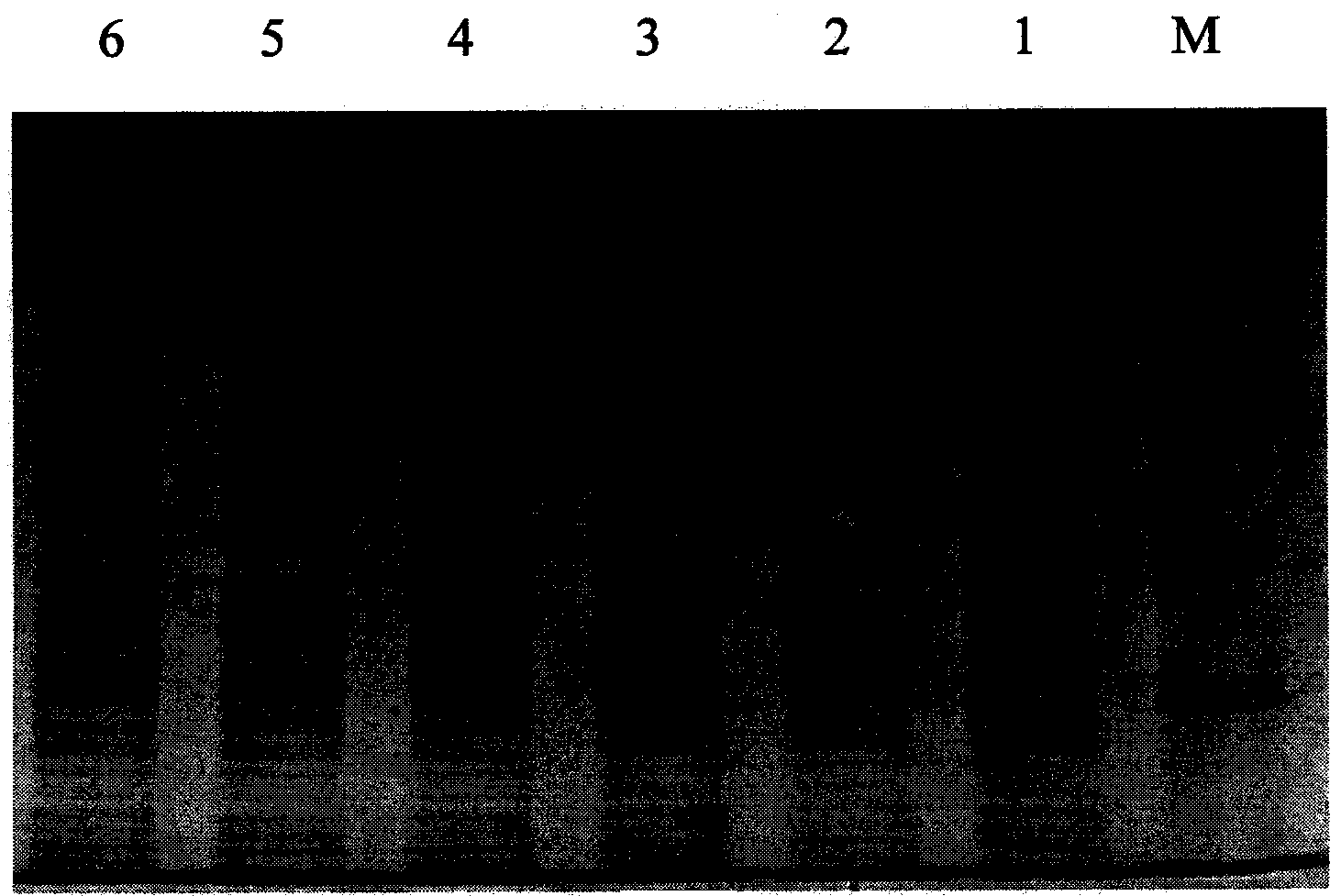 Method for preparing enhanced monomeric bacterial luciferase luxAB