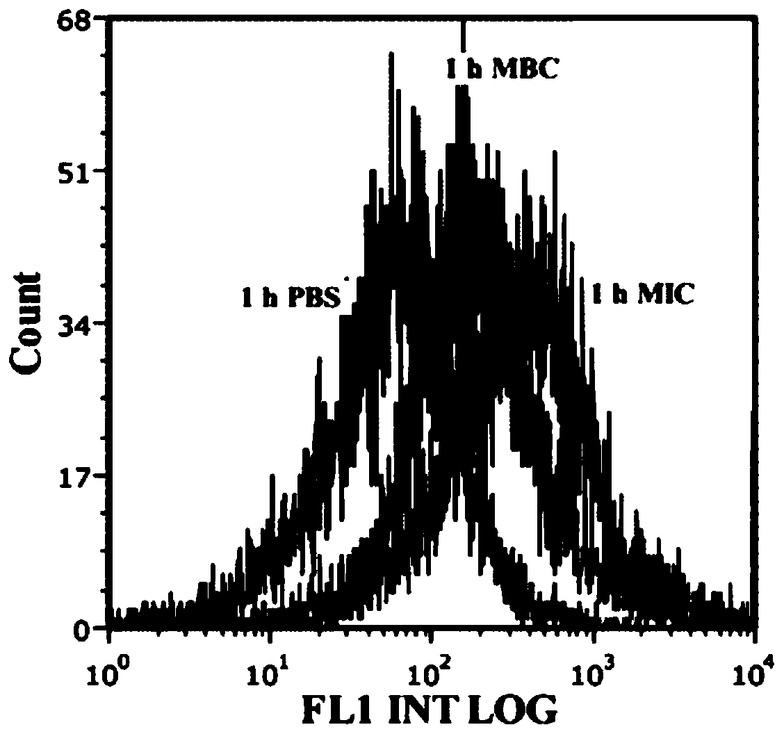 Antibacterial agent for restraining shewanella putrefaciens, preparation method of antibacterial agent, and application of antibacterial agent to preparation of antistaling agent for south America white shrimps