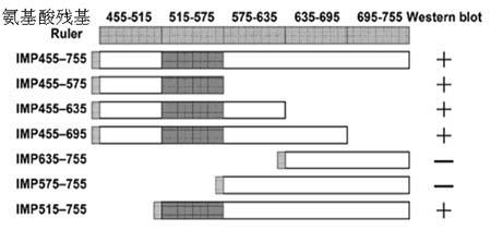 Detection method of lactobacillus micro integral membrane protein active fragments