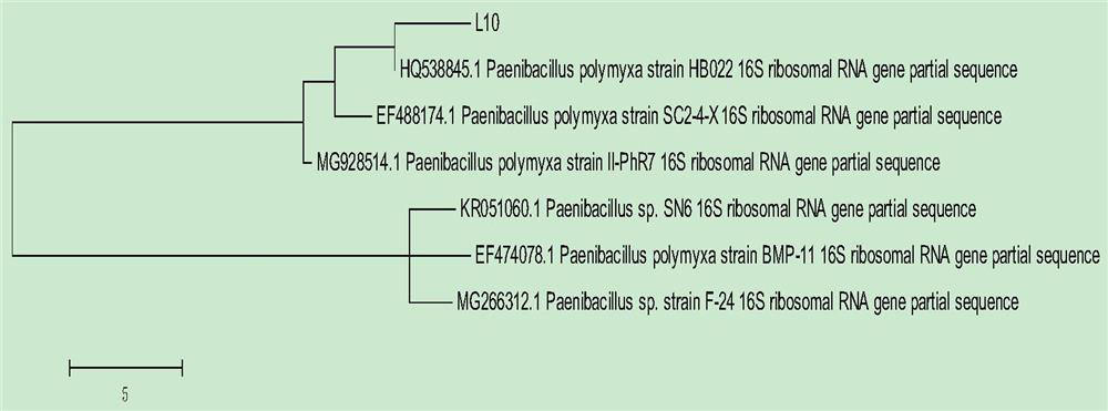 Paenibacillus polymyxa, application and microbial agent, powder and granule