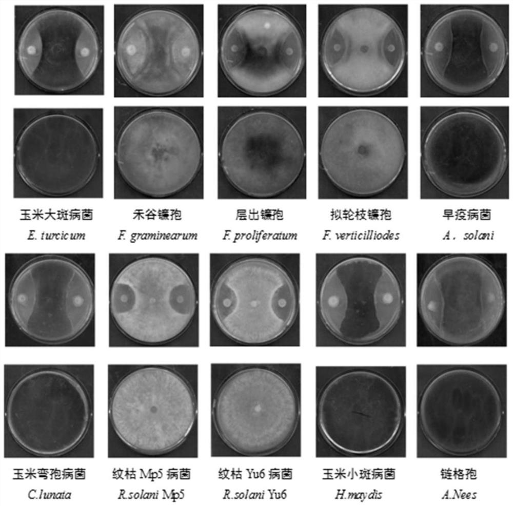 Paenibacillus polymyxa, application and microbial agent, powder and granule