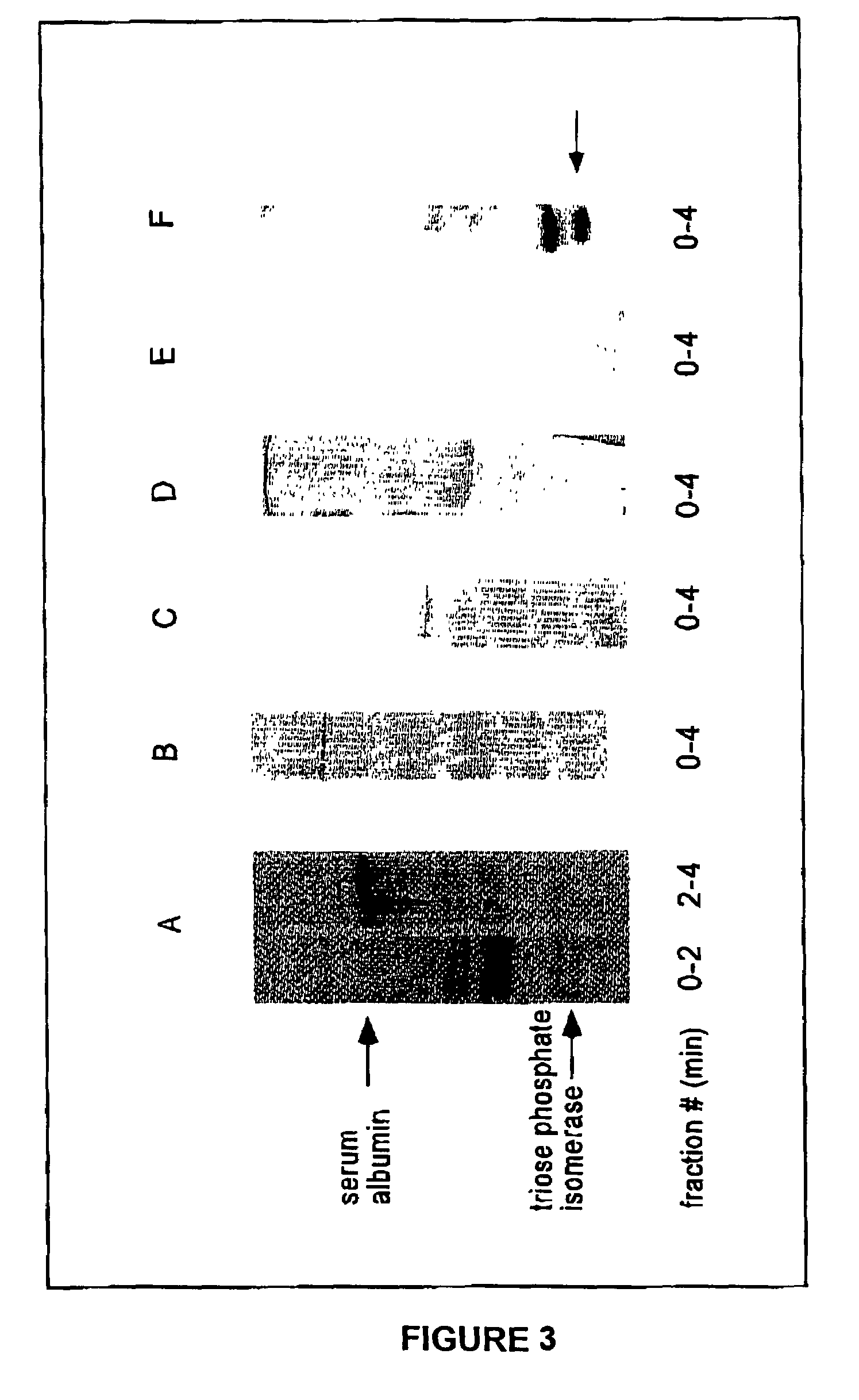 Methods of diagnosing muscle damage