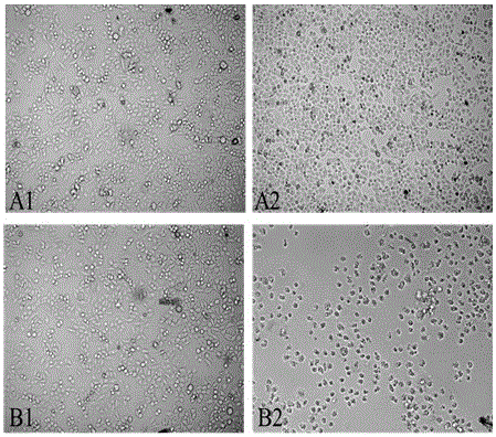 Process of knocking out Wnt3a gene and verification method thereof