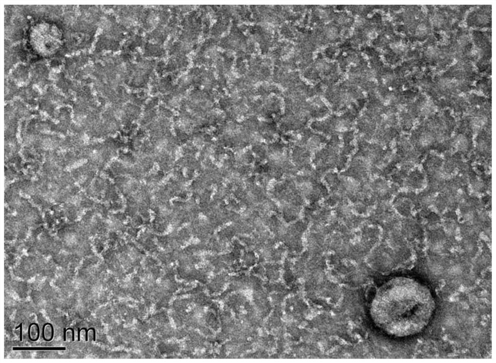 Plasma exosome miRNA markers related to diagnosis of primary non-obstructive azoospermia and application thereof