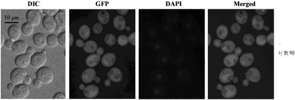 Enzymatic activity improved pyruvate carboxylase mutant N1078F and application thereof