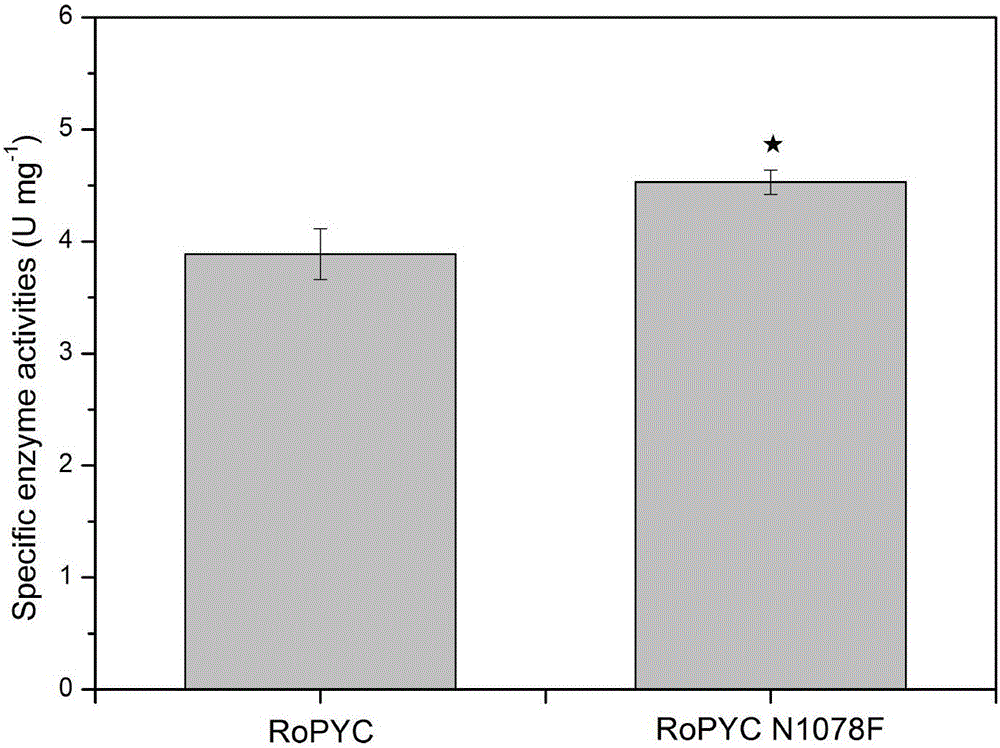 Enzymatic activity improved pyruvate carboxylase mutant N1078F and application thereof