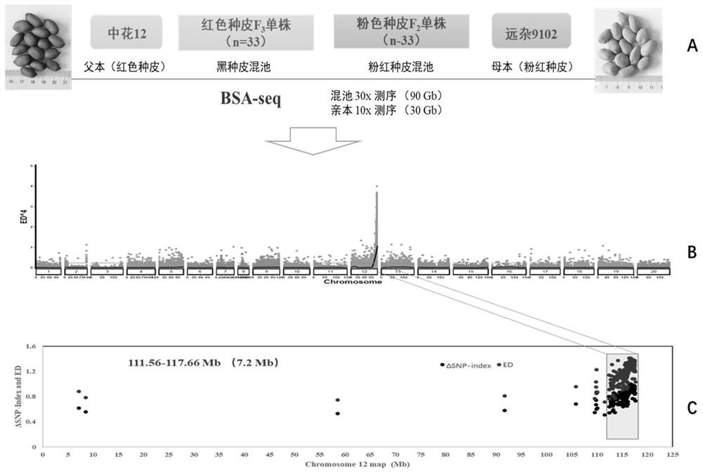 Molecular marker AhyRscc closely linked with deep red seed coats of peanuts and application of molecular marker AhyRscc