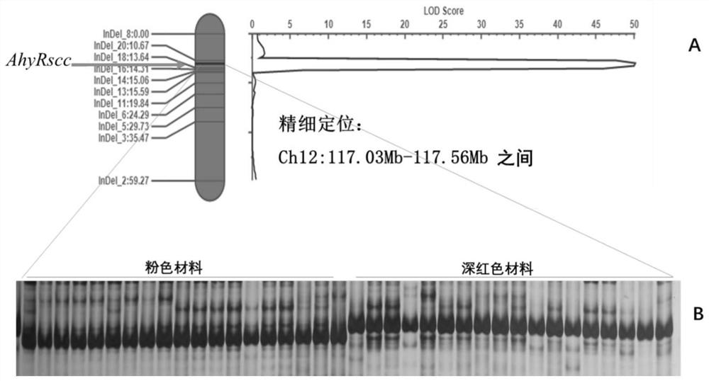 Molecular marker AhyRscc closely linked with deep red seed coats of peanuts and application of molecular marker AhyRscc