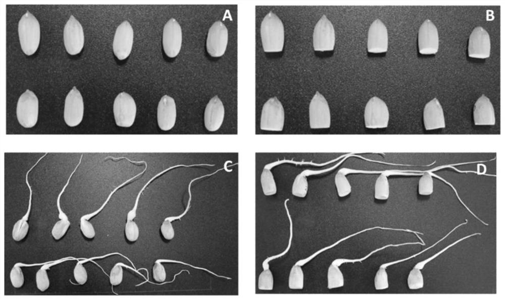 Molecular marker AhyRscc closely linked with deep red seed coats of peanuts and application of molecular marker AhyRscc