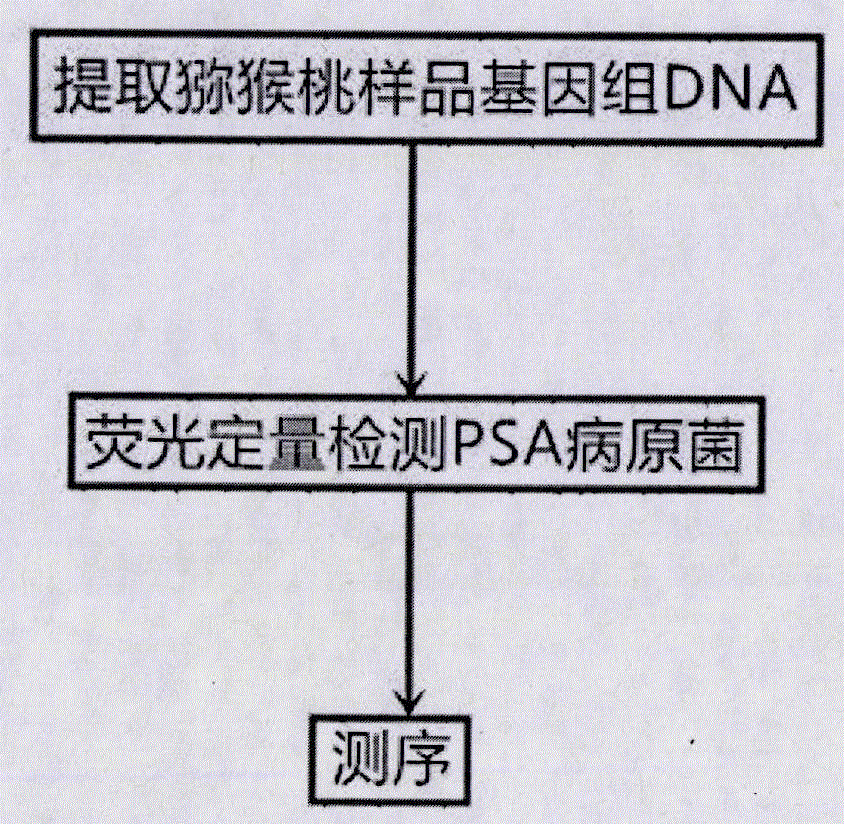 Real-time fluorescence PCR method for quantitatively detecting Pseudomonas syringae pv. Actinidiae