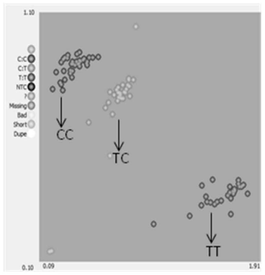 SNP molecular marker co-segregated with cucumber thorn hardness gene hard and its application