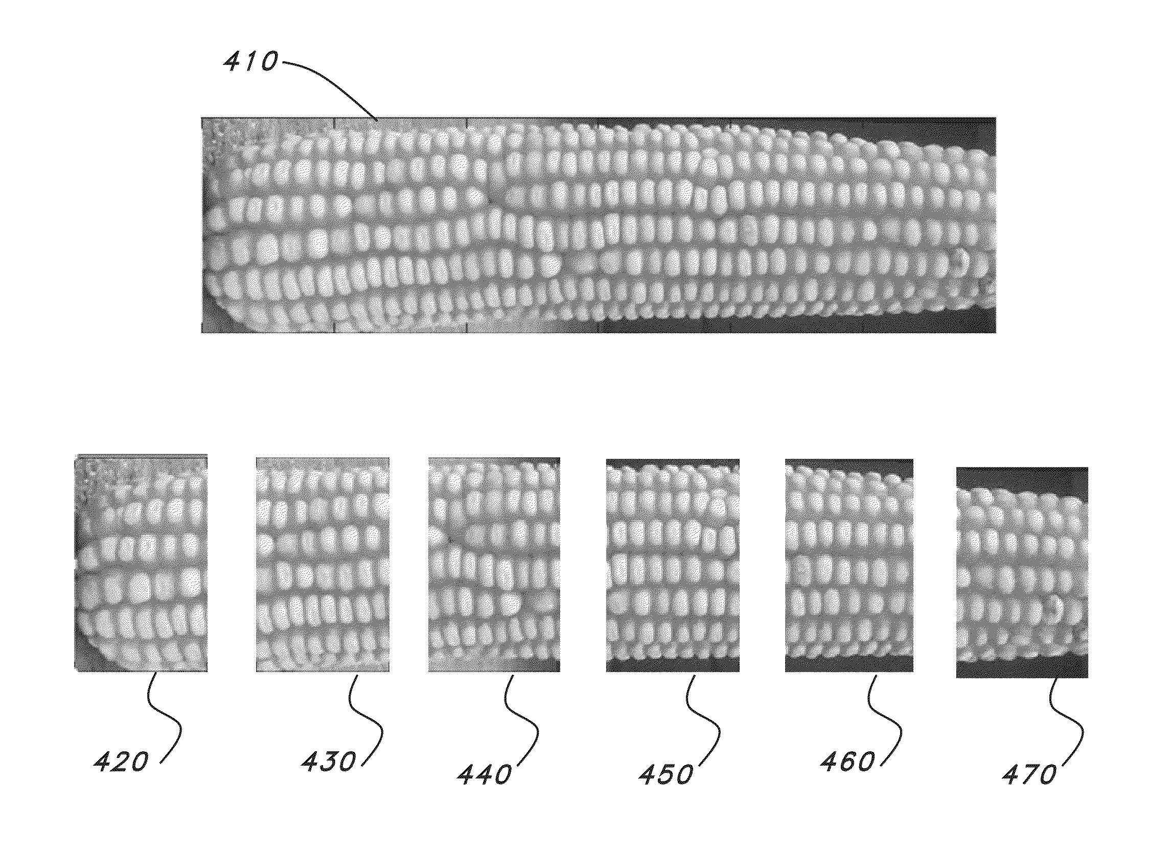 Apparatus and processes for classifying and counting corn kernels