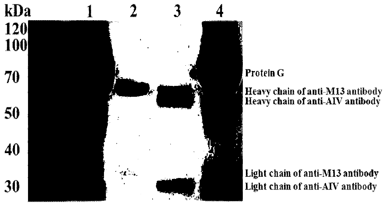 Method for directly counting H9N2 avian influenza virus by naked eyes