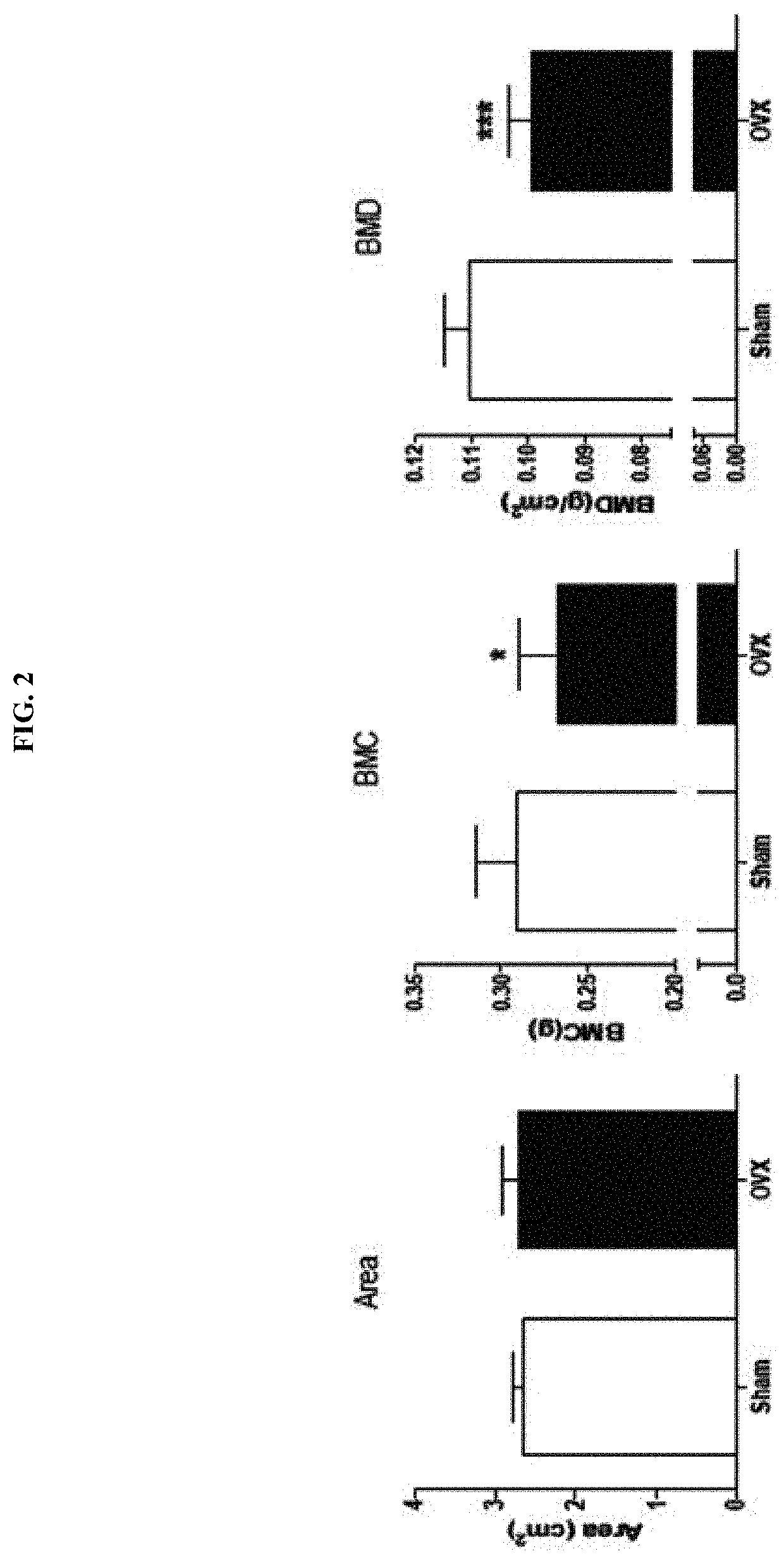 Composition for preventing or treating menopause, containing <i>Lactobacillus intestinalis</i>