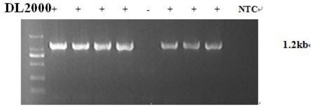 Method for constructing yeast cell-based gene detection standard and its kit