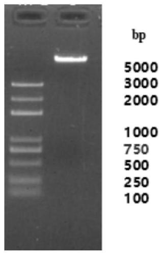 High-efficiency flavor-enhancing strain and application thereof in improving tobacco quality